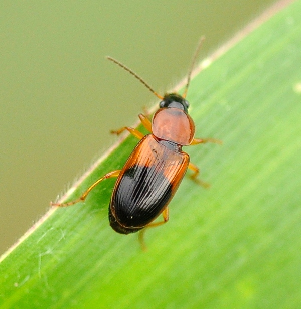 Carabidae? s, Stenolophus teutonus